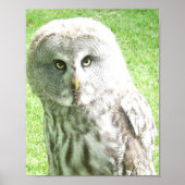 Curious Owl Poster (Vorne)