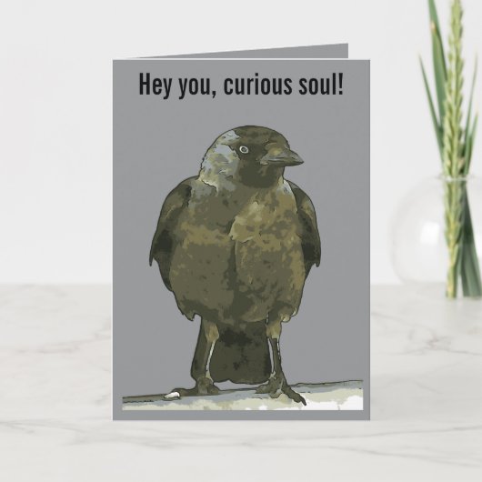 Curious Perch Black Hooded Crow Karte (Vorderseite)