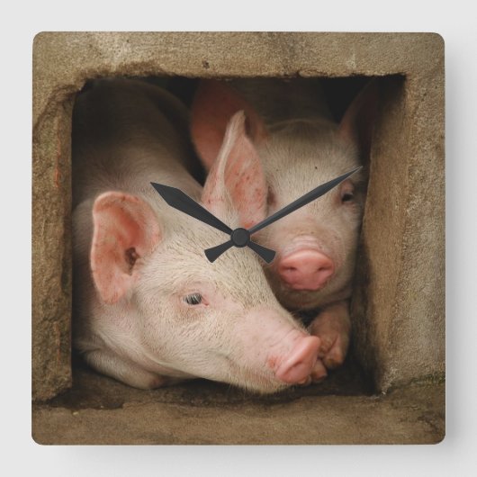 Curious Piglets Quadratische Wanduhr (Vorderseite)