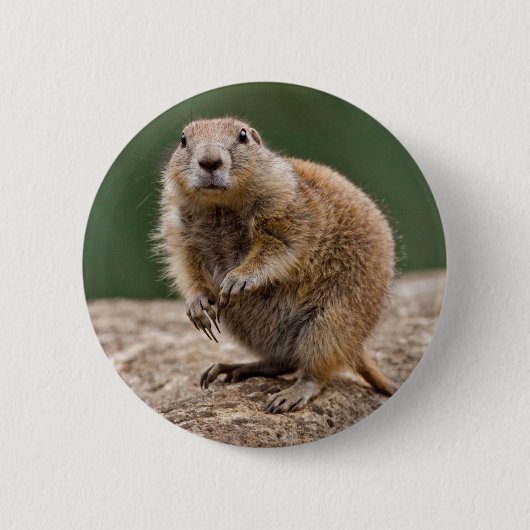 Curious Prairie Dog Abzeichen Button (Vorderseite)