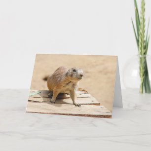 Curious Prairie Dog Karte