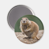 Curious Prairie Dog Magnet (Vorderseite/Rückseite)