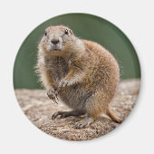 Curious Prairie Dog Magnet (Vorne)
