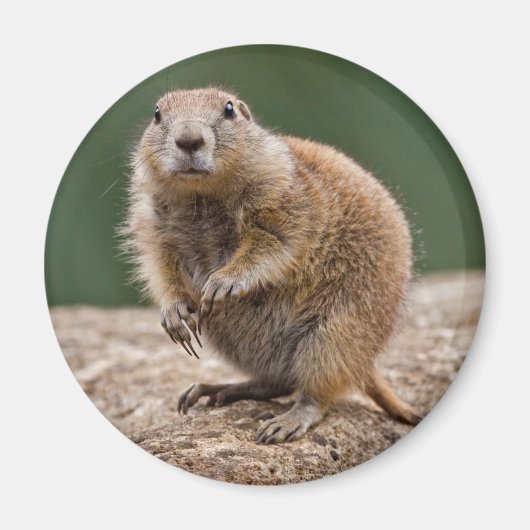 Curious Prairie Dog Magnet (Vorne)