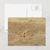 Curious Prairie Dog Postkarte (Vorne/Hinten)