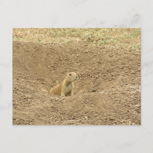 Curious Prairie Dog Postkarte (Vorderseite)