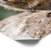 Curious Prairie Dog Print Fotodruck (Ecke)