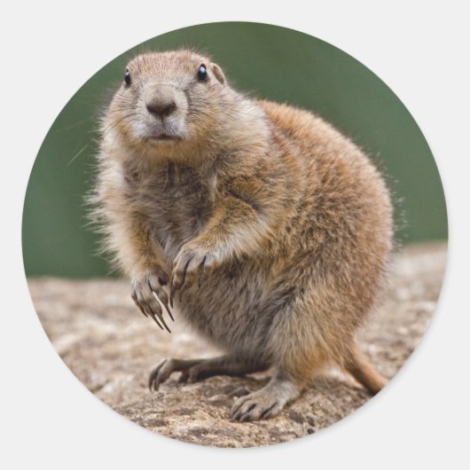 Curious Prairie Dog Sticker (Vorderseite)