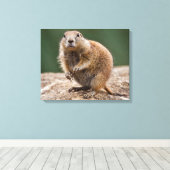 Curious Prairie Dog Wrapped Canvas Print Leinwanddruck (Insitu (Holzboden))