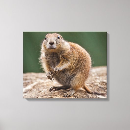 Curious Prairie Dog Wrapped Canvas Print Leinwanddruck (Vorderseite)