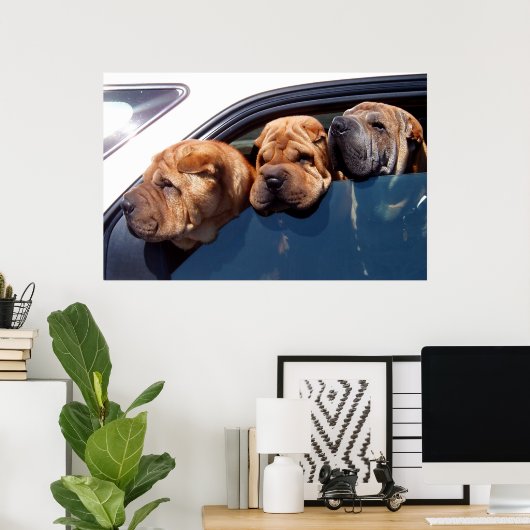 Curious Shar Pei Poster (Heimbüro)