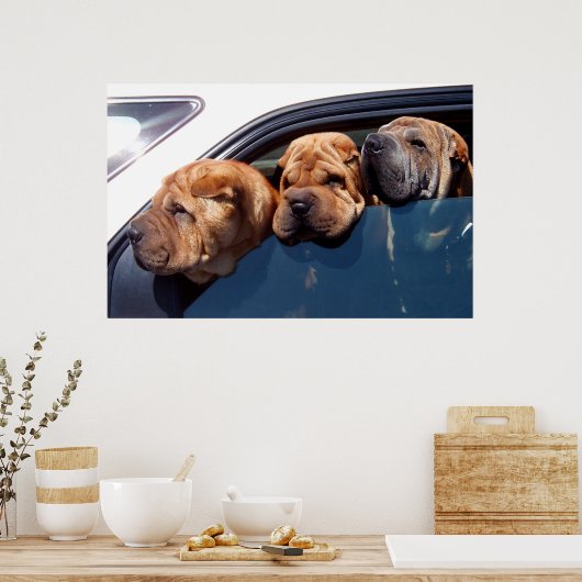 Curious Shar Pei Poster (Küche)