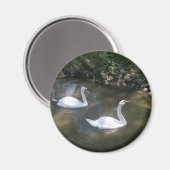 Curious Swans Magnet (Vorderseite/Rückseite)