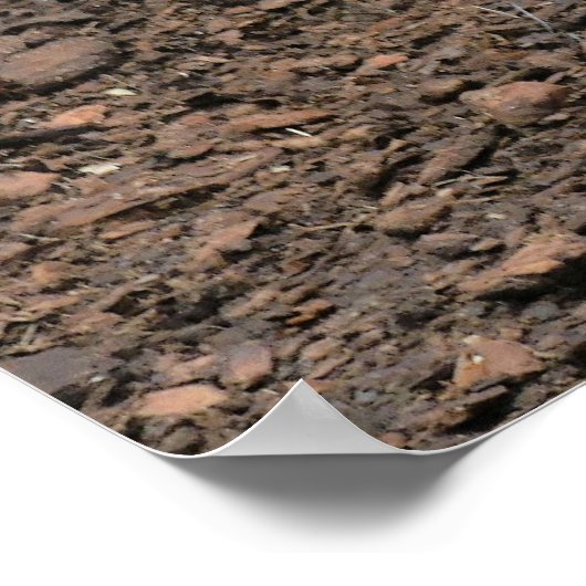 Curious turkey. poster (Ecke)