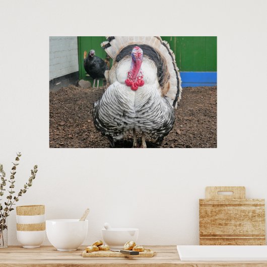 Curious turkey. poster (Küche)