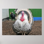 Curious turkey. poster (Vorne)