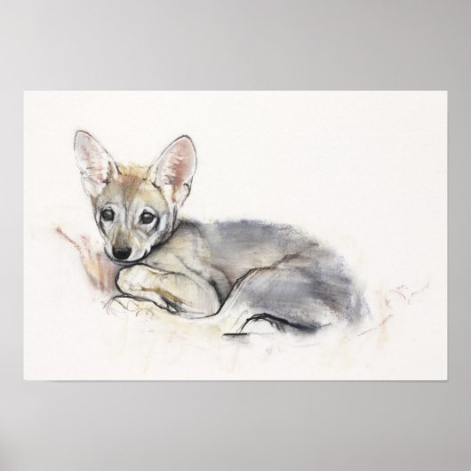 Curled Arabian Wolf Pup 2009 Poster (Vorne)