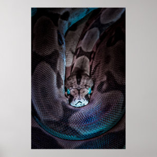 CURLED BOA CONSTRICTOR POSTER