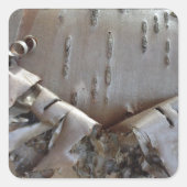 Curly Birch Bark Tree Rustic Quadratischer Aufkleber (Vorderseite)