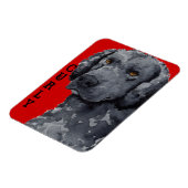 Curly Coated Retriever Color Block Magnet (Linke Seite)