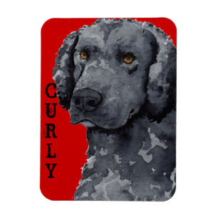 Curly-Coated Retriever-Farbblock Magnet