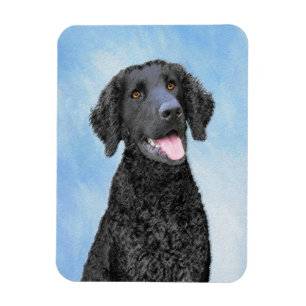 Curly Coated Retriever Painting - Original Dog Art Magnet
