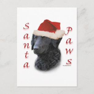 Curly-Coated Retriever-Sankt-Tatzen Feiertagspostkarte