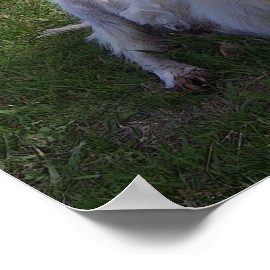 Curly Horn Goat Poster (Ecke)