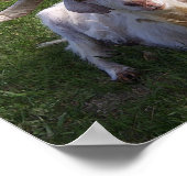 Curly Horn Goat Poster (Ecke)