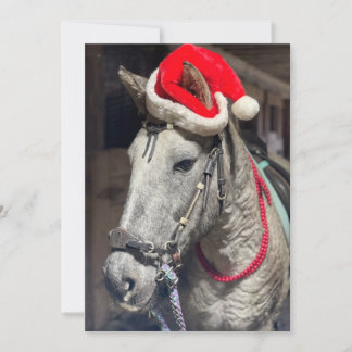 Curly Horse Weihnachtskarte Dankeskarte