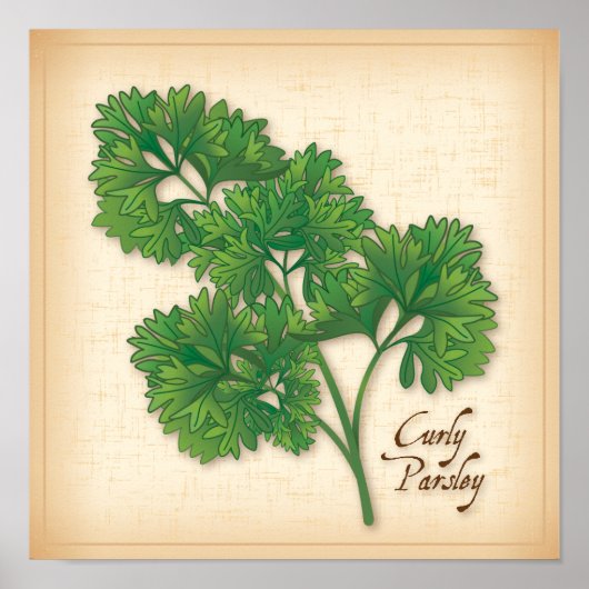 Curly Parsley Herb Poster (Vorne)