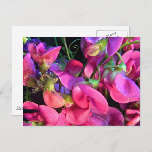 Curly Que Postkarte (Vorne/Hinten)