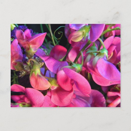 Curly Que Postkarte (Vorderseite)