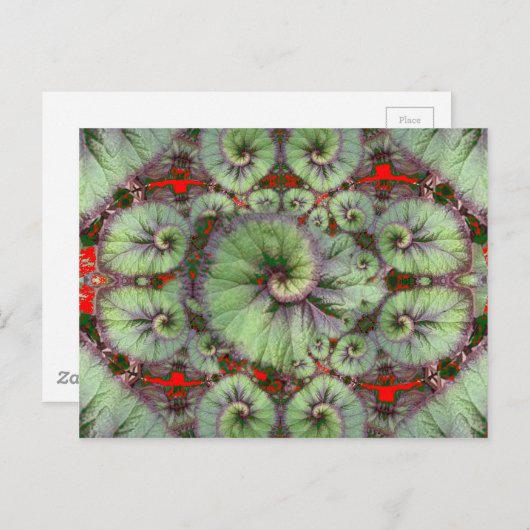Curly Snail Begonia Geschenke von Sharles Postkarte (Vorne/Hinten)