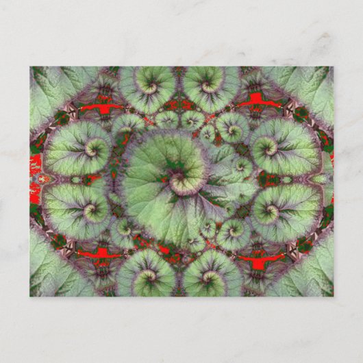 Curly Snail Begonia Geschenke von Sharles Postkarte (Vorderseite)