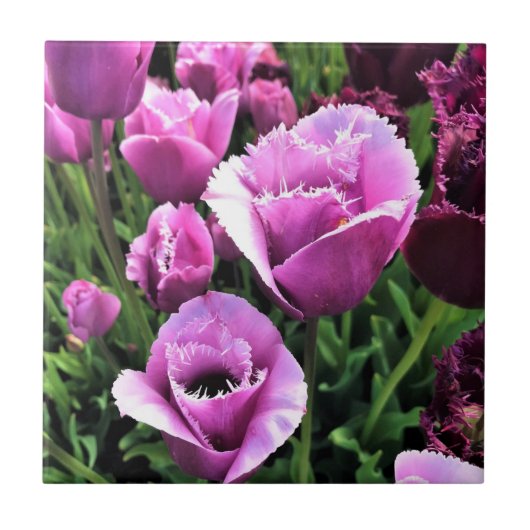 Curly Sue Lila Tulips, Oregon Fliese (Vorderseite)