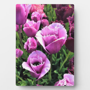 Curly Sue Lila Tulips, Oregon Fotoplatte