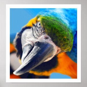 Curry Colorful Macaw Poster