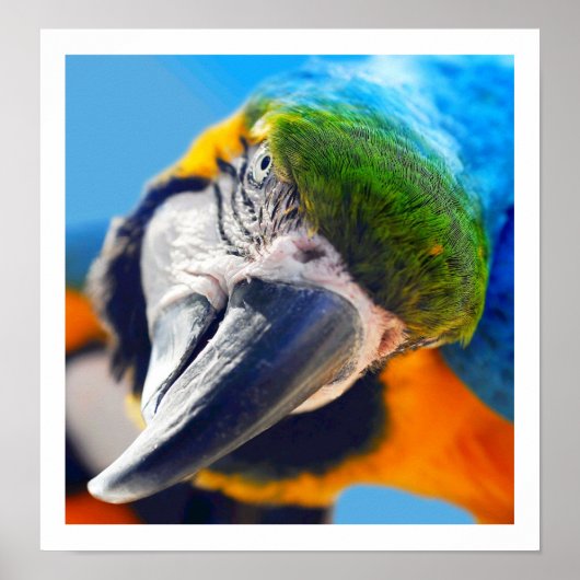 Curry Colorful Macaw Poster (Vorne)