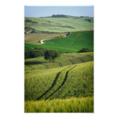 Curvise Linien in grünem Foto der Toskana (Vorne)