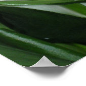 Curvy Calla Lilies Print Poster (Ecke)