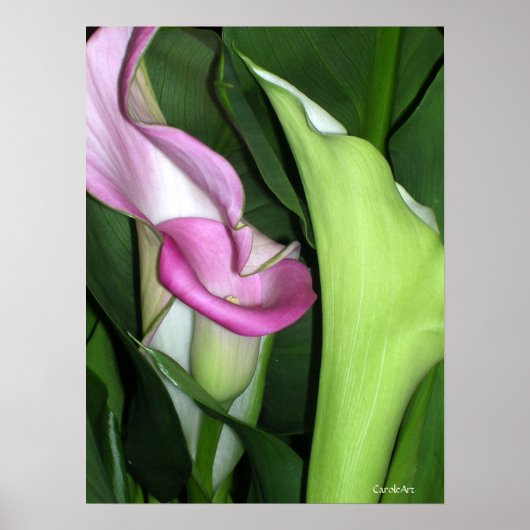 Curvy Calla Lilies Print Poster (Vorne)