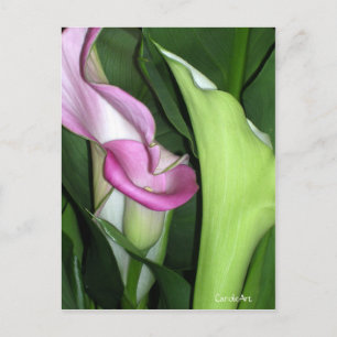 "Curvy Calla Lily" Postkarte