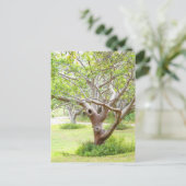 Curvy Florida Trees Postcard Postkarte (Stehend Vorderseite)