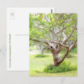 Curvy Florida Trees Postcard Postkarte (Vorne/Hinten)