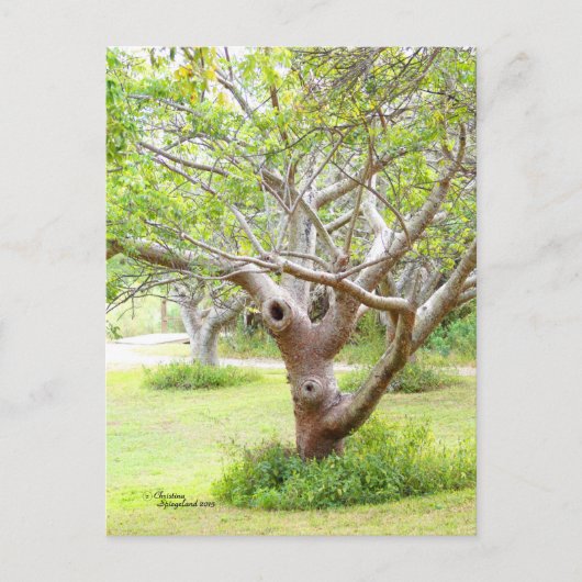 Curvy Florida Trees Postcard Postkarte (Vorderseite)