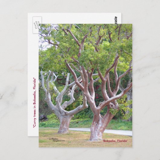 Curvy Gumbo Limbo Bäume Forida Postkarte (Vorne/Hinten)