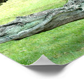 Curvy live live Oak Trester Poster (Ecke)