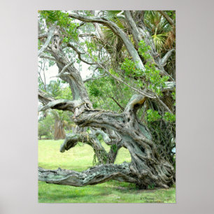 Curvy live live Oak Trester Poster