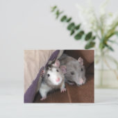 "Cushion Dwellers" Rat Postcard Postkarte (Stehend Vorderseite)